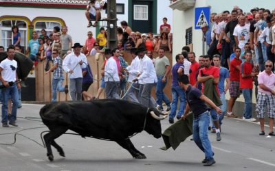 Tourada à Corda: The Living Tradition of Street Bullfights on Terceira Island