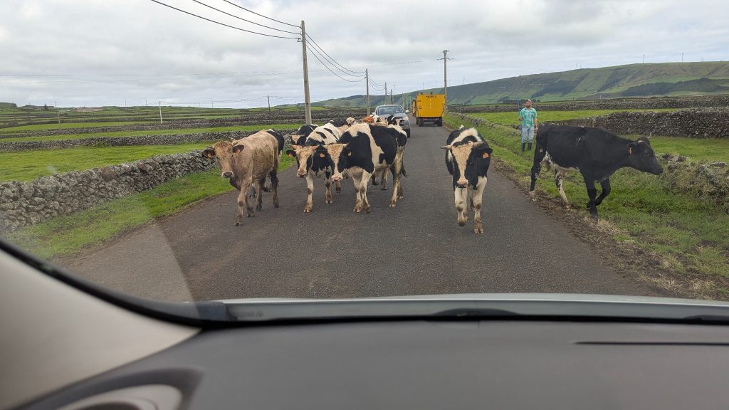 Cows walking along rural basalt stone-walled fields on Terceira Island Azores