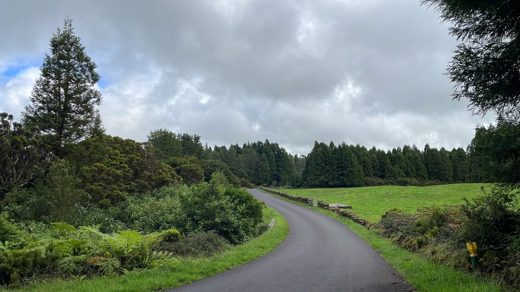 Lush green rural forest drive on Terceira Island lined with cedars and volcanic stone walls