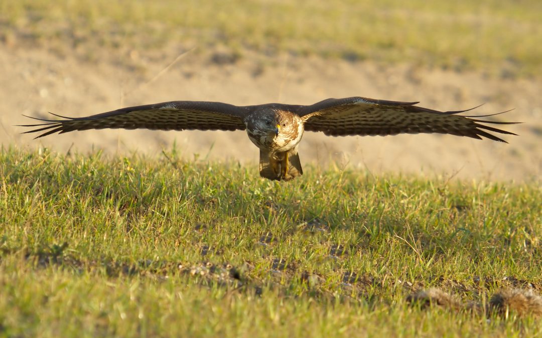 Why the Azores Are Called the Azores: The Goshawk Story