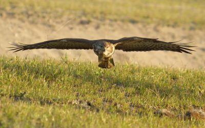 Why the Azores Are Called the Azores: The Goshawk Story